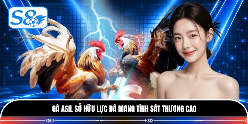 Gà Asil sở hữu lực đá mang tính sát thương cao